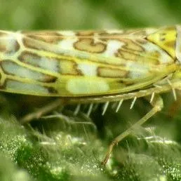 thumbnail for publication: Ligurian leafhopper Eupteryx decemnotata (Rey) (Insecta: Hemiptera: Cicadellidae: Typhlocybinae)